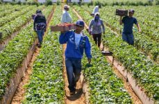 Online ESL Courses For Migrant And Domestic Farm Workers