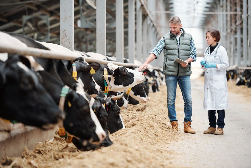 Farmer and veterinarian in a dairy barn inspecting cows at feeding troughs.