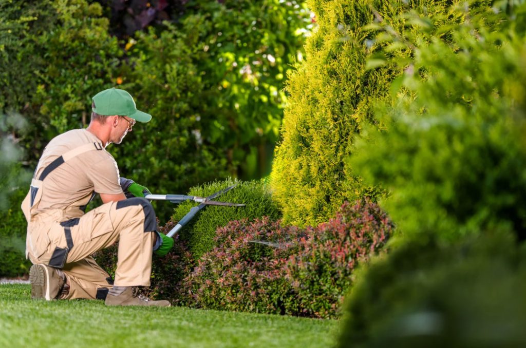 Gardener kneeling on the grass, trimming a hedge with hedge shears.