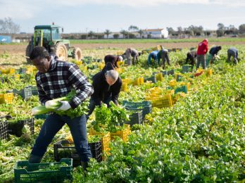 English training for farm and agricultural workers - Language Training Pro English speaking class, English training, English training for farmers, English training for farm and agricultural workers, English classes, customized language, farmers, farm hands, ESL